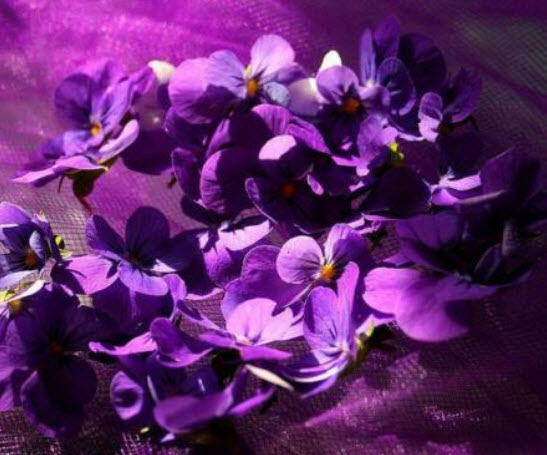 ไวโอลา หรือหน้าแมวจิ๋ว (Viola Odorata) สีม่วง / 10 เม็ด (Portugal)*