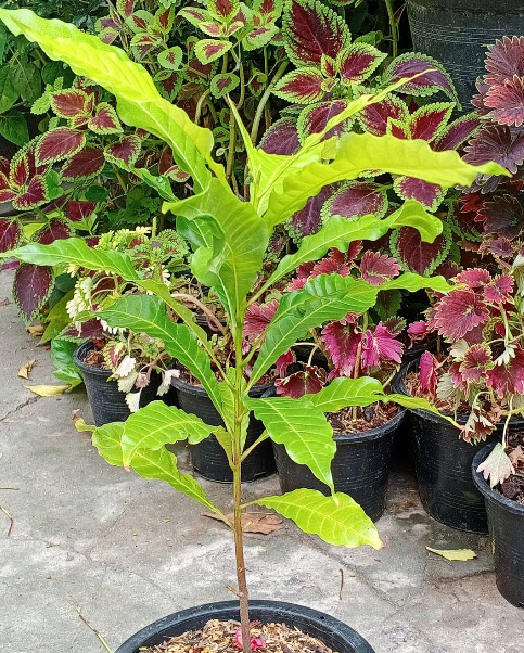 ต้น เอบิว อะบิว เอบิวไต้หวัน สูง 60-80 ซ.ม. รสชาดอร่อย