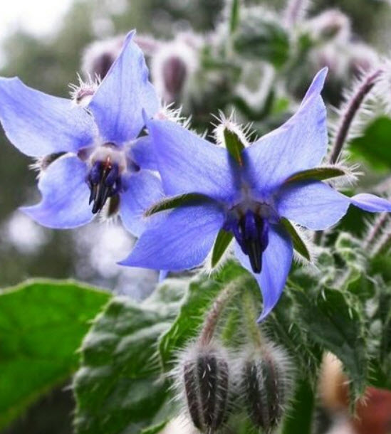 โบราจ (Borage) / ซอง 30 เม็ด (D024)