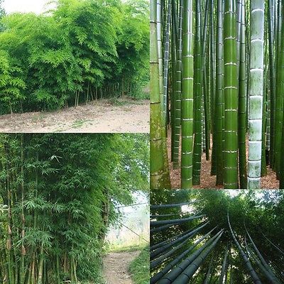 ไผ่โมโซยักษ์ (Giant Moso bamboo) / 30 เม็ด