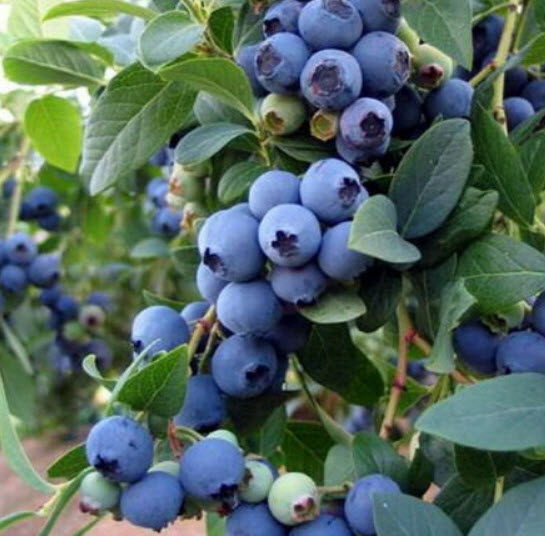 บิลเบอรี่ (Bilberry) / 300 เม็ด