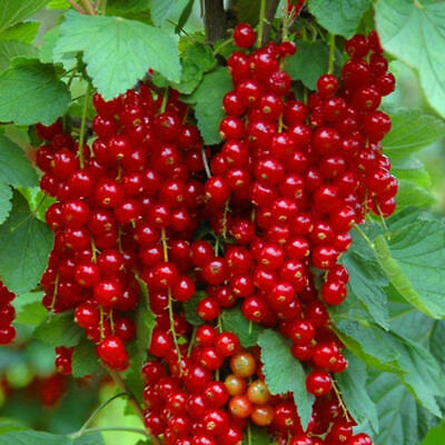 โทงเทงจีน / เคป กู๊สเบอรี่ คละสีแดง-ดำ / 50 เม็ด (China)