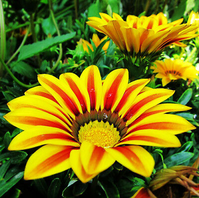 กาซาเนีย (Gazania) คละ / ซอง 50 เม็ด (A029)