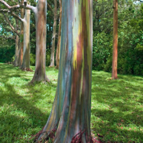 ยูคาลิปตัส แฟนซีฮาวาย (Hawaii Rainbow Eucalyptus) / 25 เม็ด (นอก)