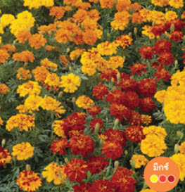 ดาวเรือง ฝรั่งเศส (French Marigold) / ซอง 20 เม็ด