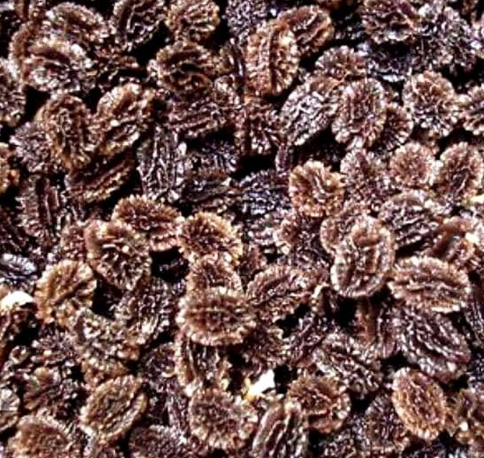 มะละกอ เรด เลดี้ (Red Lady Papaya) / 10 เม็ด (P2S)