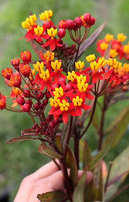 มิลค์หวีด (Milkweed) คละ / 15 เม็ด