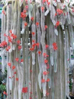 แคคตัสหางลิง (Monkey Tail Cactus) / 50 เม็ด