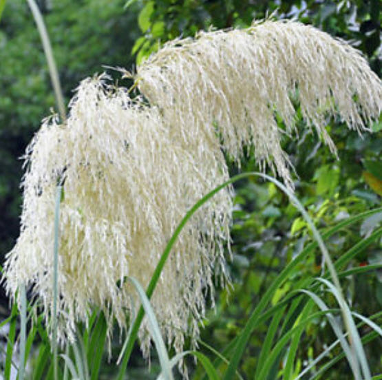 หญ้าภูเขา (Pampas grass) สีขาวเงิน / 500 เม็ด