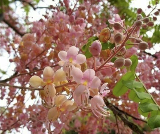 กาฬพฤกษ์ หรือกาลพฤกษ์ (Pink Shower Tree) / 25 เม็ด (P2S)
