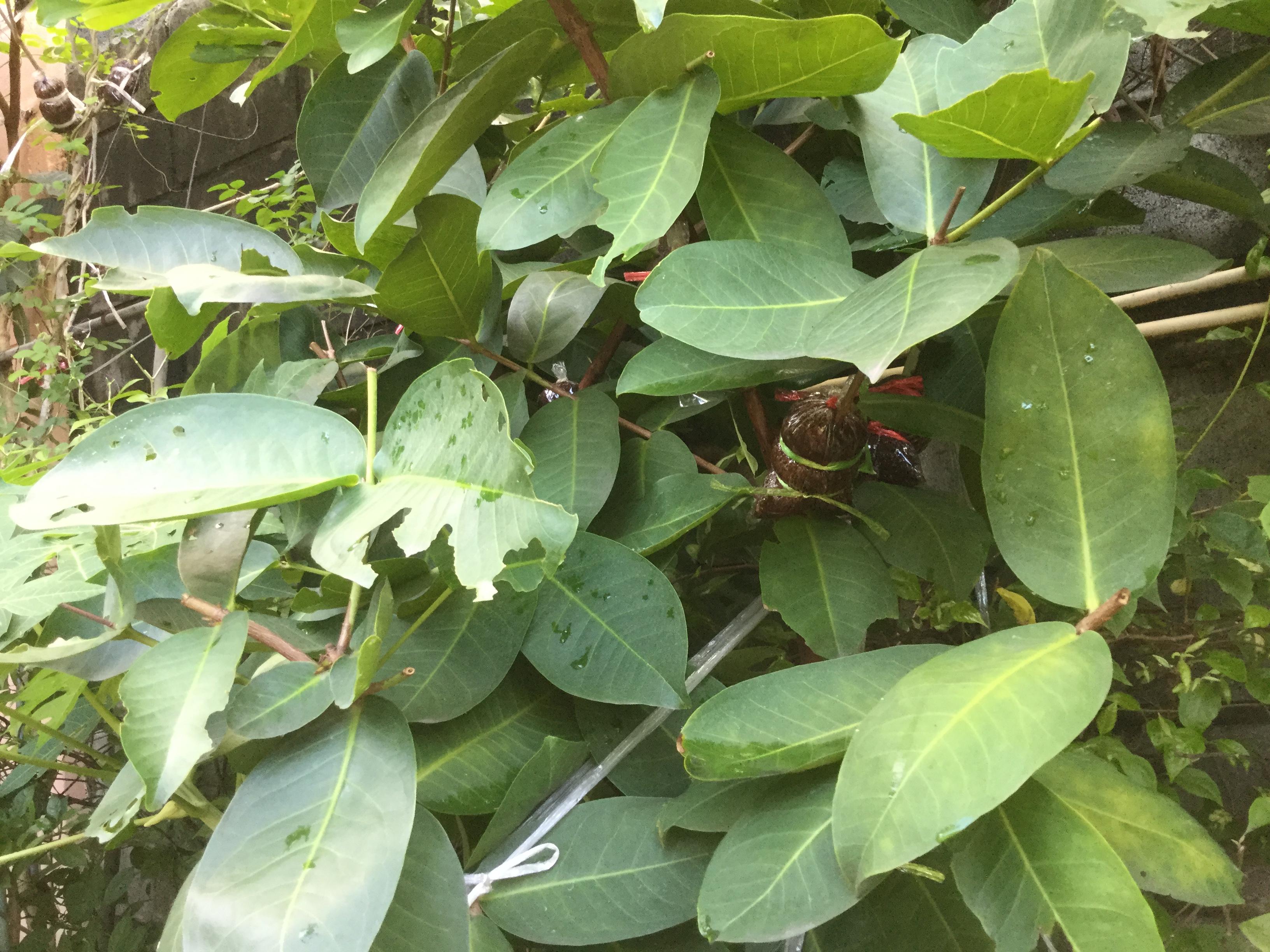 ต้นชมพู่สตรอเบอรี่ กิ่งตอน สูง 35-50 ซ.ม.