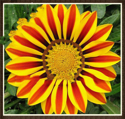 กาซาเนียแอฟริกา (Africa Gazania) คละ / 50 เม็ด