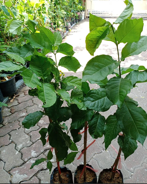 ต้นพีนัท บัทเตอร์ (Peanut Butter) / ต้นเนยถั่ว สูง 60-80 ซ.ม.