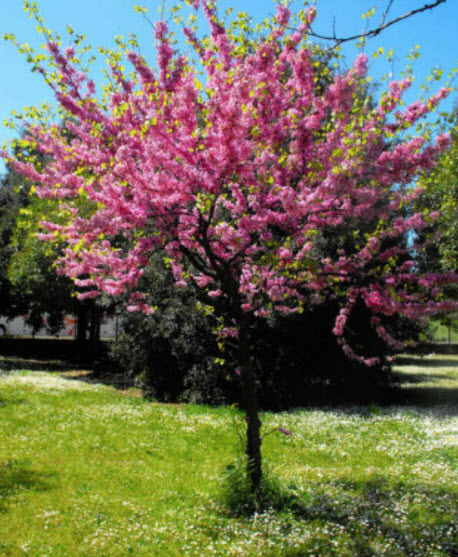 จูดาส หรือ ยูดาส (Judas Tree) / 25 เม็ด (Malta)