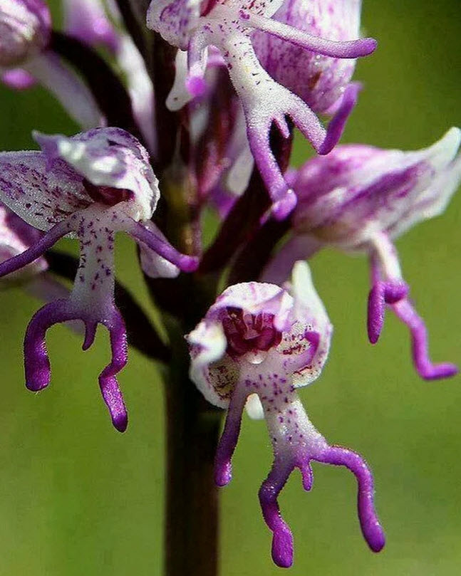 ดอกกล้วยไม้บุรุษเปลือย (Orchis Italica) / 20 เม็ด