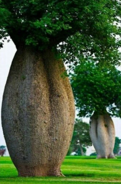 งิ้วชมพู ไหมจุรี Bottle Tree / 5 เม็ด (Portugal)