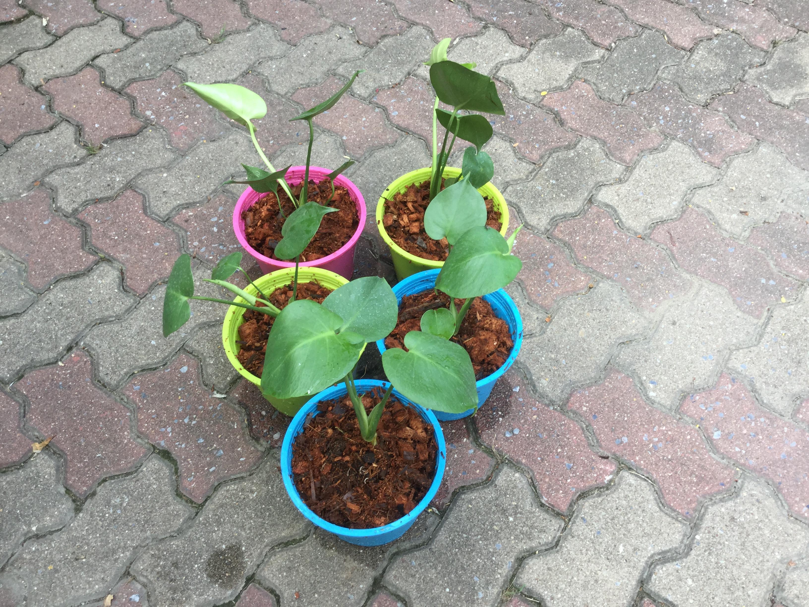 ต้นมอนสเตอร่า ไจแอนท์ (M) / ต้น