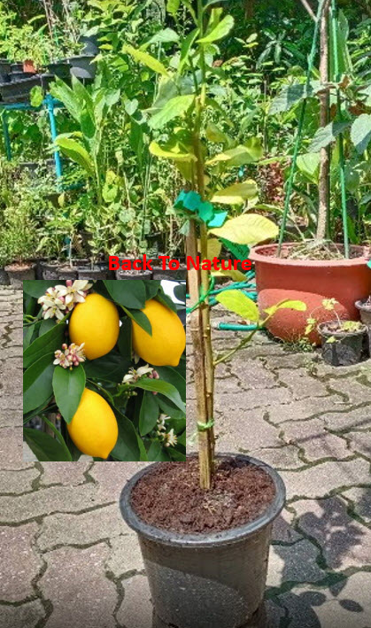 ต้นเลม่อน เมเยอร์ (Lemon Meyer) สูง 50-70 ซ.ม.
