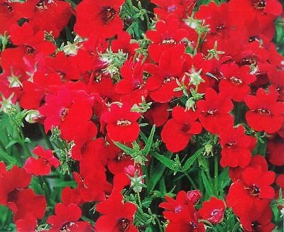 เนมีเซีย (Nemesia Spicy Real Red) สีแดงสด / 1,300 เม็ด (UK)
