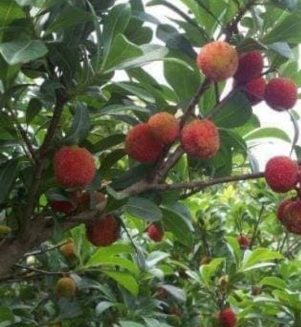 ต้นหยางเหมย/เอี่ยบ๊วย/เบย์เบอรี่แดง/ยัมเบอรี่ สูง 50-70 ซ.ม. (China)