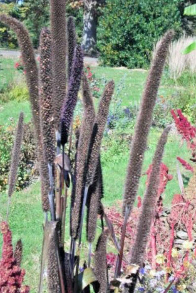 หญ้าหางหมาสีม่วง (Purple Majesty Millet) / 10 เม็ด (USA)