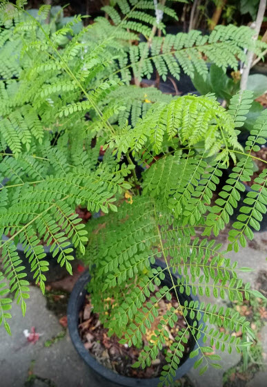 ต้นศรีตรัง กระถาง 8 นิ้ว สูง 20-35 ซ.ม.