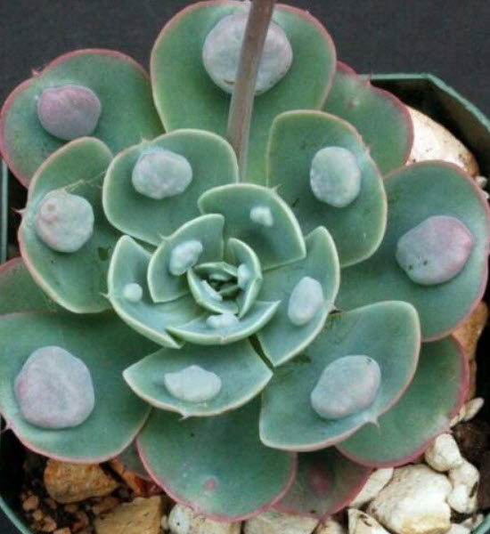 เอชชิวาเรีย - เรนดร็อป (Echeveria Raindrops) / 10 เม็ด (Australia)