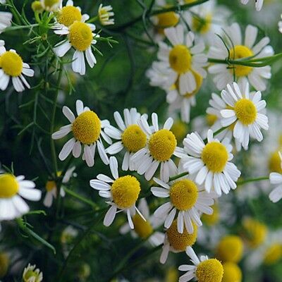 เยอรมัน คาโมมายล์ (German Chamomile) / 200 เม็ด (China)
