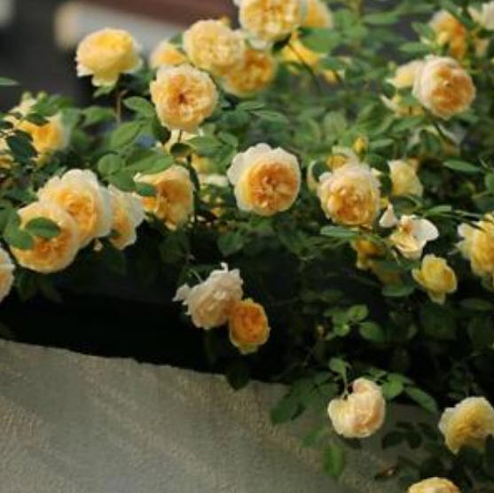กุหลาบเลื้อย สีเหลือง / 100 เม็ด (PT5)