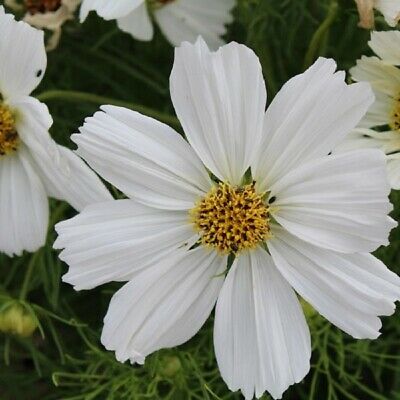 ดาวกระจาย โซนาต้า ไวท์ (Cosmos - Sonata White) / 25 เม็ด (UK)