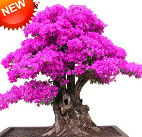 เฟื่องฟ้าสีม่วง (Purple Bougainvillea) / 50 เม็ด