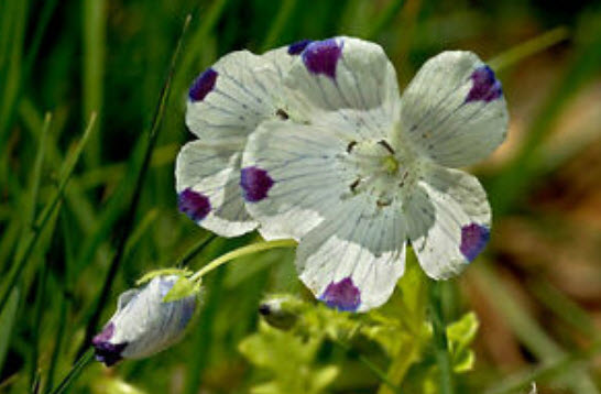 เนโมฟีลา - ไฟฟ์สป็อท (Nemophila - Fivespots) / 100 เม็ด (UK)