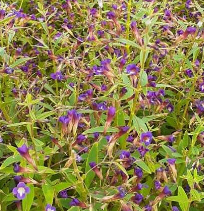 ผักแขยง ผักแขยงนา กะแยงแดง กะแยง กะออม ผักพา / ซองใหญ่ 15,000 เม็ด (ขายส่ง)