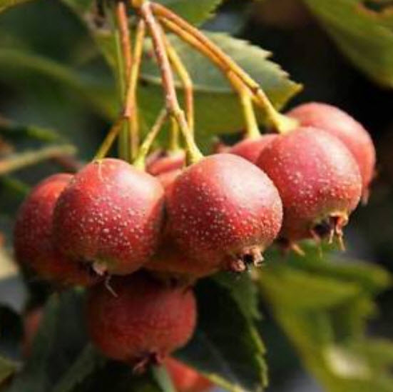 Hawthorn (ซานจา) / 50 เมล็ด