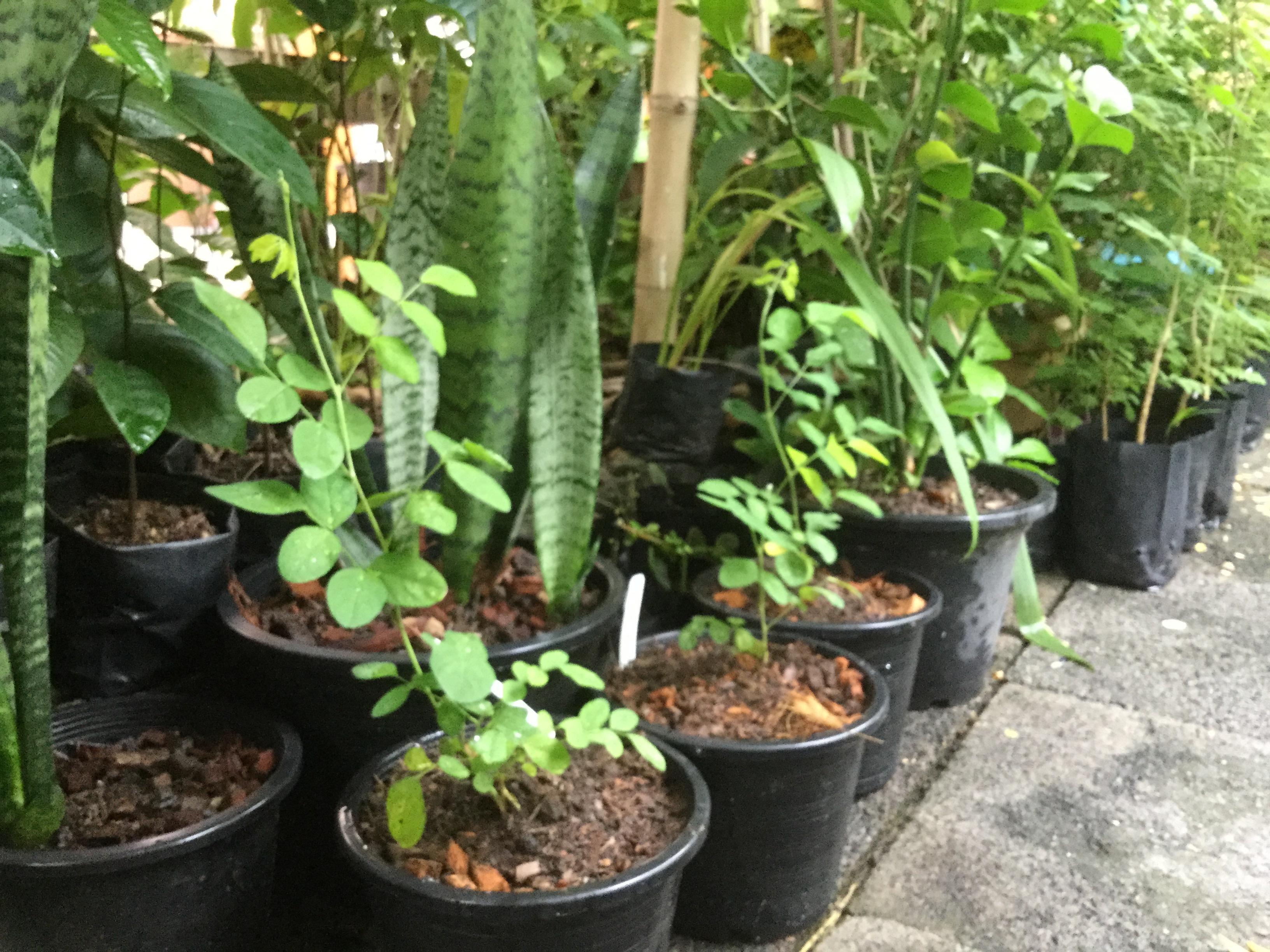 ต้นอัญชัน ดอกสีขาว ซ้อน กระถาง 4 นิ้ว (ต้นกล้า)