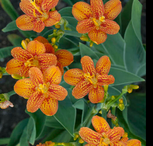 ว่านหางช้าง หรือแบล๊คเบอร์รี่ ลิลี่ (Blackberry Lily) / 12 เม็ด (UK)