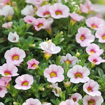 คาลิบราโคว์ - คาบลูม (Calibrachoa - Kabloom) คละ / 100 เม็ด