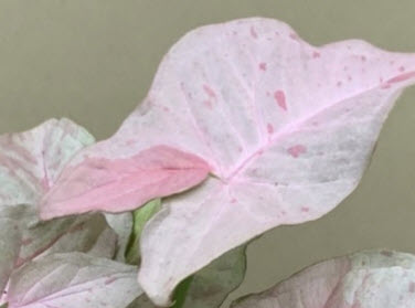 ต้นออมชมพู พิ้งค์ สป็อท (Pink Spot Syngonium) กระถาง 6 นิ้ว