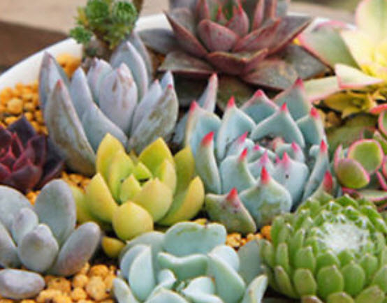 พืชอวบน้ำ (Succulents) รวมมิตร / 400 เม็ด