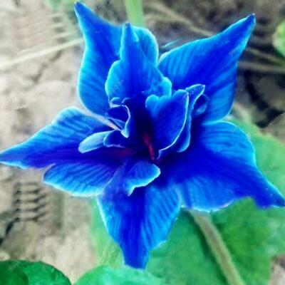ไลซิแอนธัส (Lisianthus - Double Valve) สีน้ำเงิน / 25 เม็ด