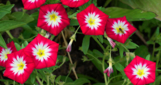 มอนิ่ง กลอรี่ แดง (Dwarf Morning Glory Red Ensign) / 10 เม็ด (UK)