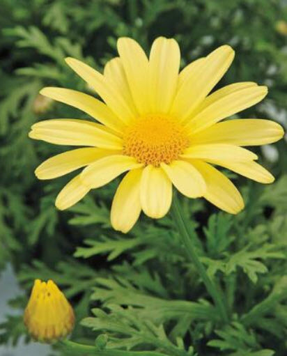 Margueritte Daisy ดอกเหลือง / 100 เม็ด (USA)