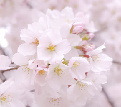 ซากุระ Somei Yoshino / 5 เม็ด (Japan)