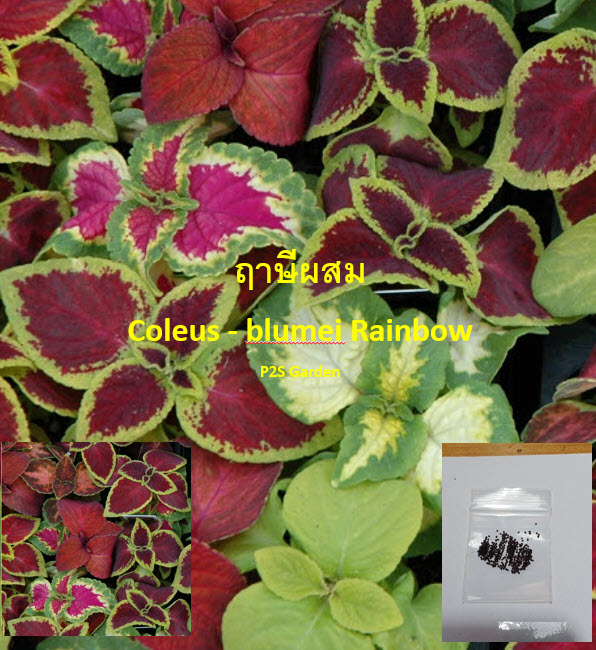 ฤาษีผสมแฟนซี (Rainbow Coleus) คละสี / 100 เม็ด (France)*