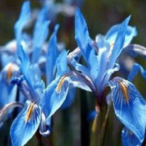 Wild Blue Iris (Iris Missouriensis) สีฟ้า / 10 เม็ด