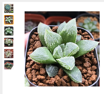 ฮาโวเทีย (Haworthia cooperi) คละ / 50 เม็ด