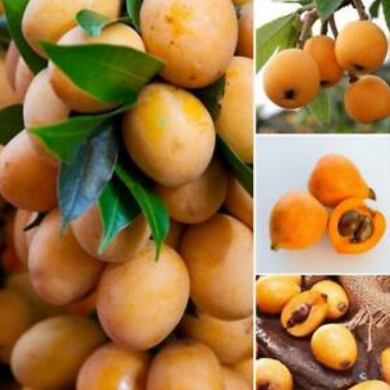 บ๊วยจีน หรือโลควอท (Chinese plum / Loquat) / 5 เม็ด (China)