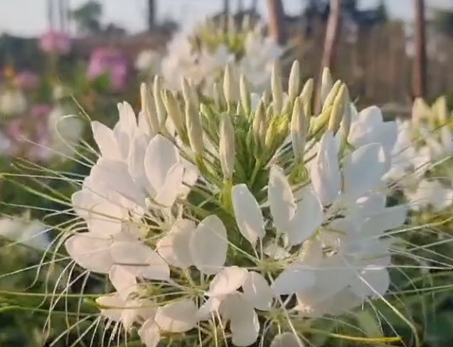 เสี้ยนฝรั่ง (Cleome / Spider flowers) สีขาว / 80 เม็ด (P2S) *