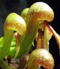 หัวงูเห่า (Cobra plants) / 20 เม็ด