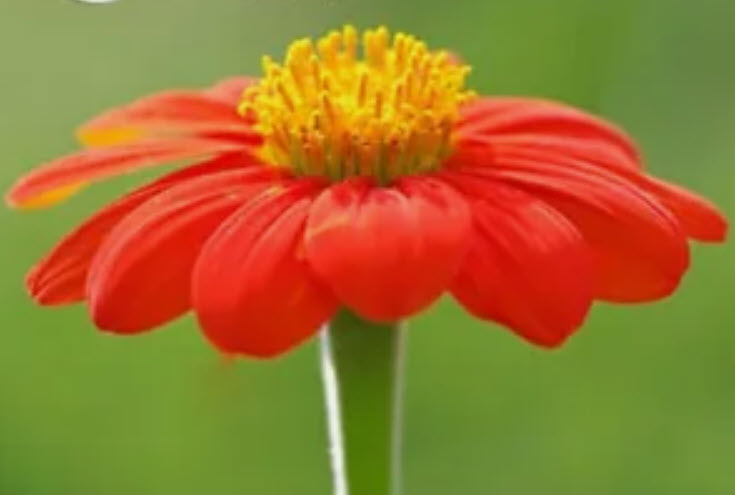 ทานตะวันเม็กซิกัน ทานตะวันเม็กซิโก (Mexican Sunflower) สีส้มแดง / 100 เม็ด
